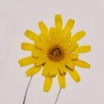 Profile picture of Hieu Nguyen