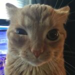 Profile picture of Mèo Tâm