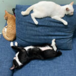 Profile picture of Chi Khuong