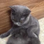 Profile picture of trân nguyễn