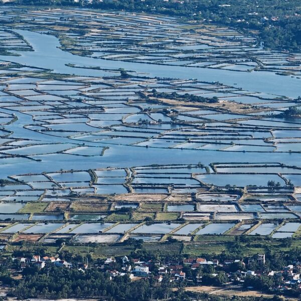 inbound2508639466370481971