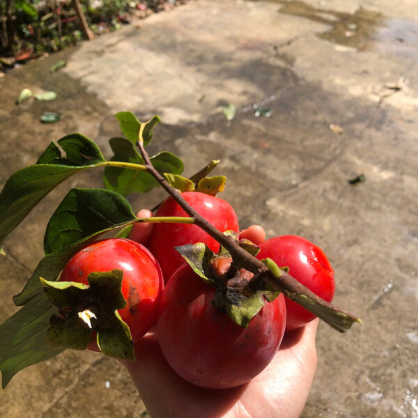 z7227730167261_1dfd5cf21c72ebd9c0f4207bb2b00b56