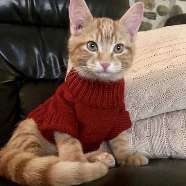 mèo áo đỏ